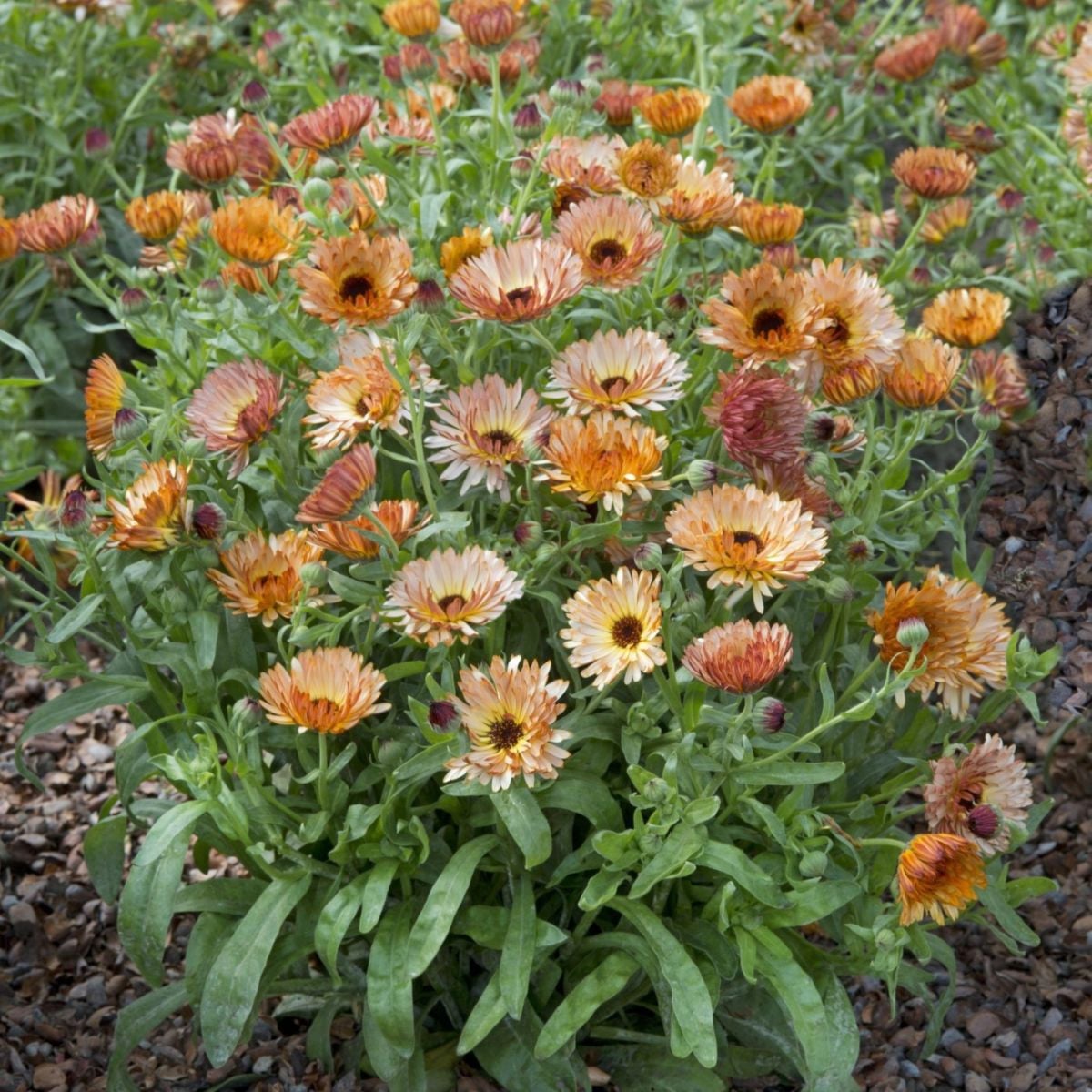 Měsíček lékařský Orange Flash - meruňkově bronzový - Calendula officinalis - semena měsíčku - 30 ks