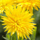 Měsíček lékařský Porcupine Yellow - žlutý ježatý- Calendula officinalis - semena měsíčku - 30 ks