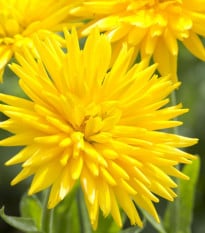 Měsíček lékařský Porcupine Yellow - žlutý ježatý- Calendula officinalis - semena měsíčku - 30 ks