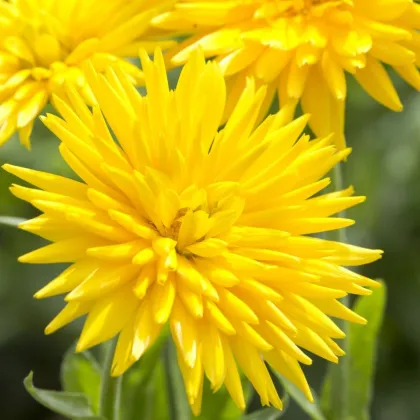 Měsíček lékařský Porcupine Yellow - žlutý ježatý- Calendula officinalis - semena měsíčku - 30 ks