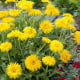 Měsíček lékařský Porcupine Yellow - žlutý ježatý- Calendula officinalis - semena měsíčku - 30 ks