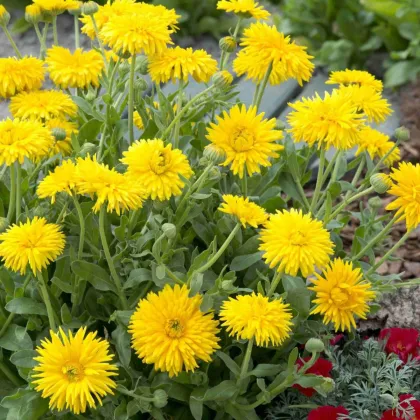 Měsíček lékařský Porcupine Yellow - žlutý ježatý- Calendula officinalis - semena měsíčku - 30 ks