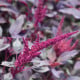 Laskavec krvavý Velvet Curtains - sametově vínový - Amaranthus cruentus - semena laskavce - 100 ks