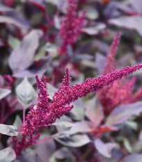 Laskavec krvavý Velvet Curtains - sametově vínový - Amaranthus cruentus - semena laskavce - 100 ks