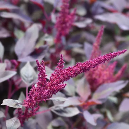 Laskavec krvavý Velvet Curtains - sametově vínový - Amaranthus cruentus - semena laskavce - 100 ks