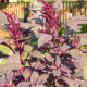 Laskavec krvavý Velvet Curtains - sametově vínový - Amaranthus cruentus - semena laskavce - 100 ks