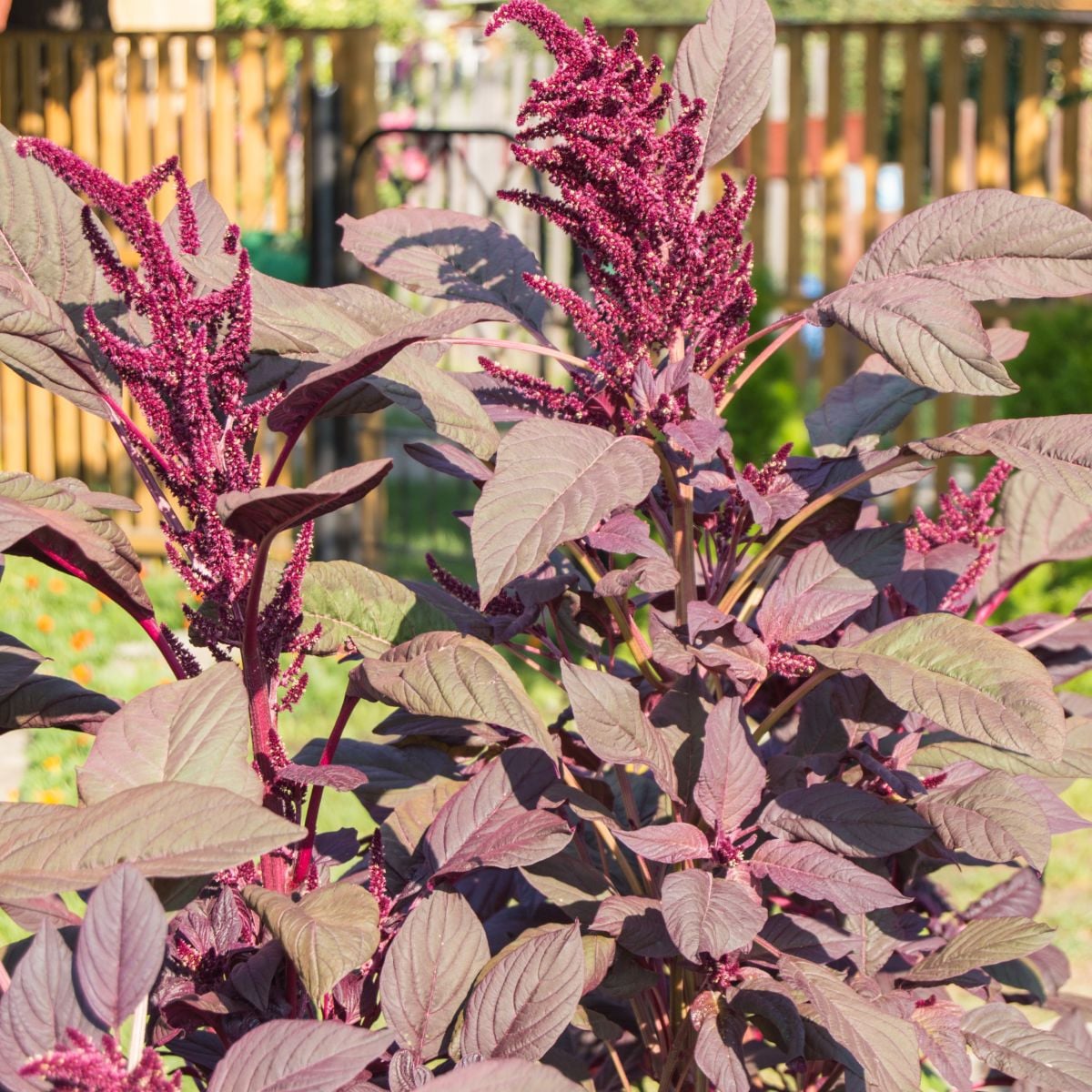 Laskavec krvavý Velvet Curtains - sametově vínový - Amaranthus cruentus - semena laskavce - 100 ks