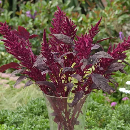 Laskavec krvavý Velvet Curtains - sametově vínový - Amaranthus cruentus - semena laskavce - 100 ks
