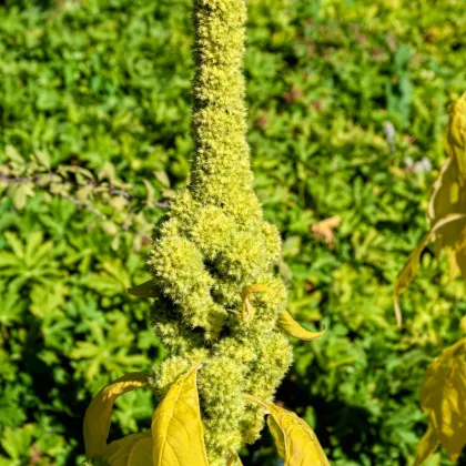 Laskavec krvavý Green Tower - zelený - Amaranthus cruentus - semena laskavce - 100 ks