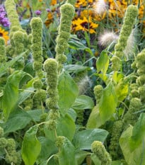 Laskavec krvavý Green Tower - zelený - Amaranthus cruentus - semena laskavce - 100 ks