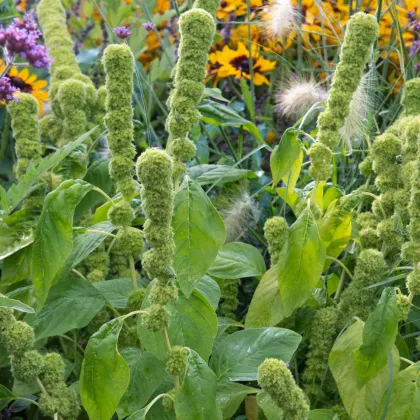 Laskavec krvavý Green Tower - zelený - Amaranthus cruentus - semena laskavce - 100 ks
