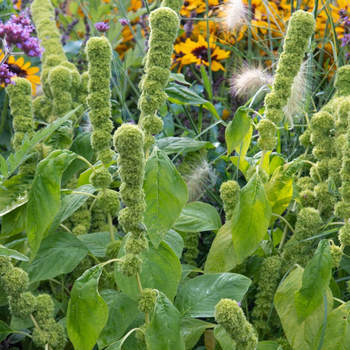 Laskavec krvavý Green Tower - zelený - Amaranthus cruentus - semena laskavce - 100 ks