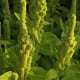 Laskavec krvavý Green Tower - zelený - Amaranthus cruentus - semena laskavce - 100 ks