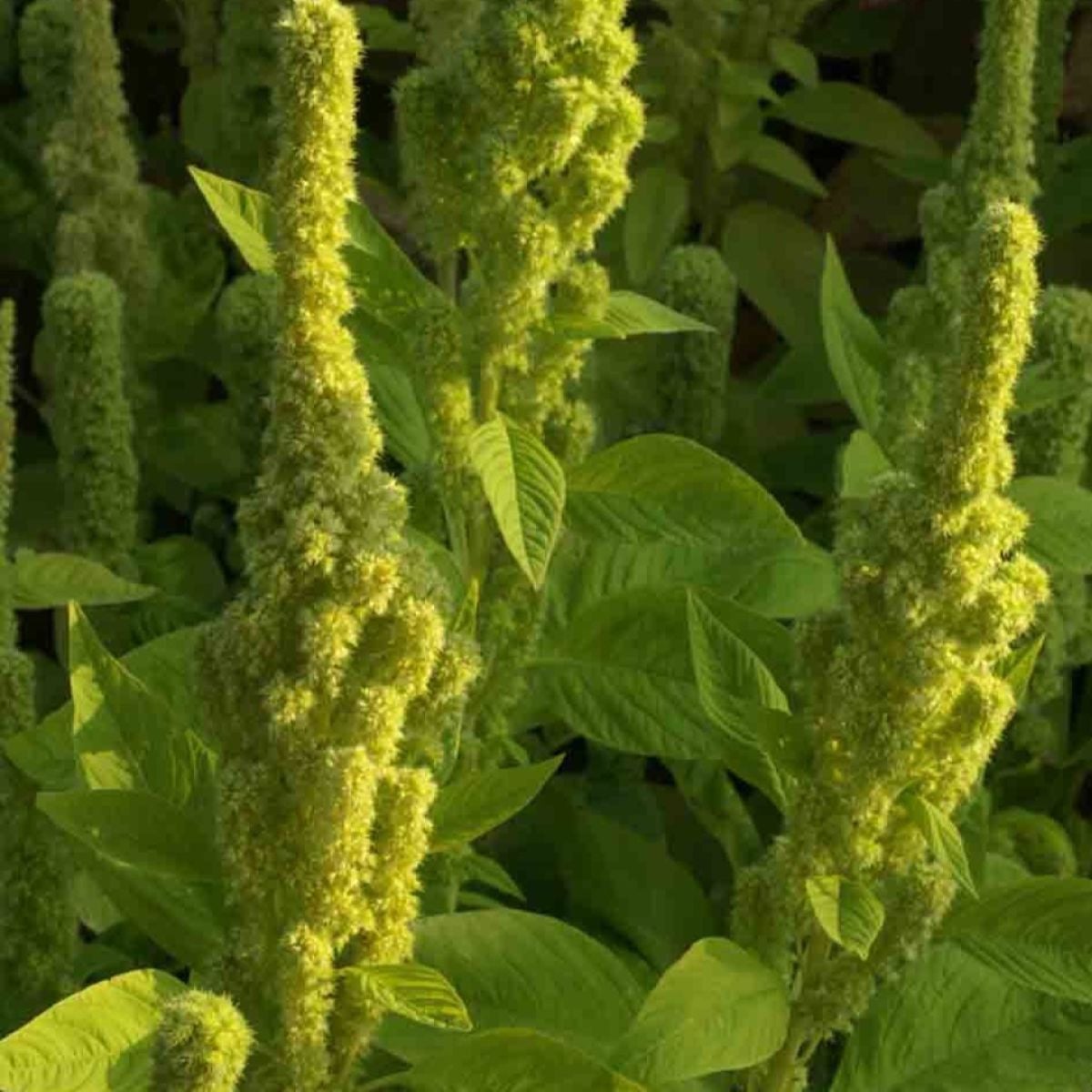 Laskavec krvavý Green Tower - zelený - Amaranthus cruentus - semena laskavce - 100 ks