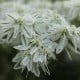 Pryšec vroubený Early Snow - Euphorbia marginata - semena pryšce - 30 ks