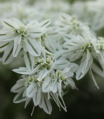 Pryšec vroubený Early Snow - Euphorbia marginata - semena pryšce - 30 ks