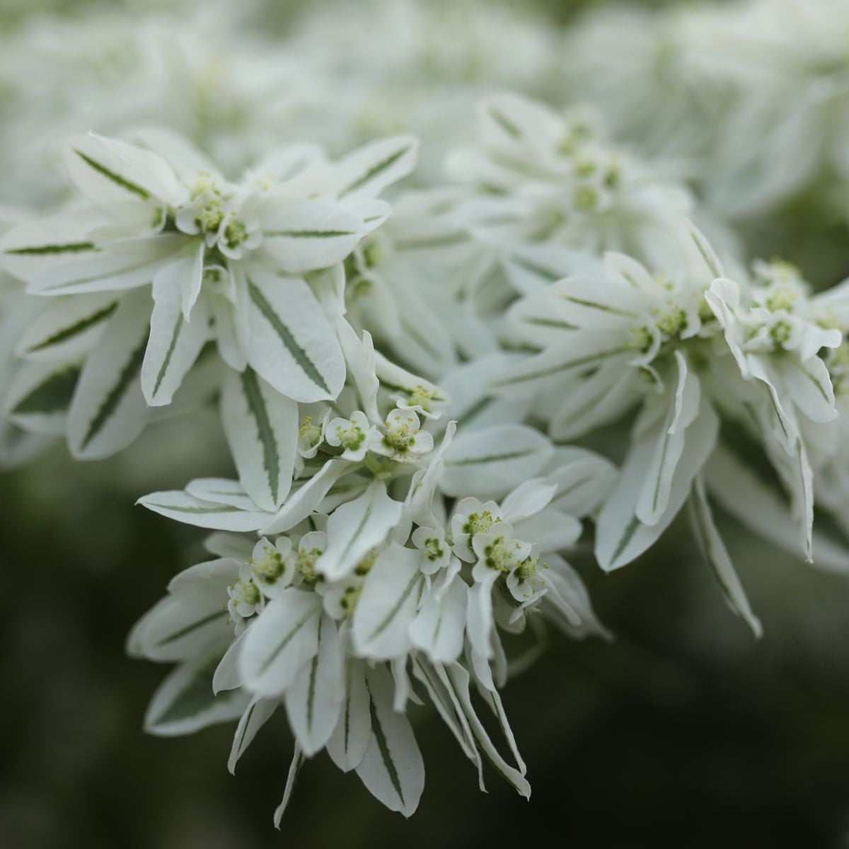 Pryšec vroubený Early Snow - Euphorbia marginata - semena pryšce - 30 ks
