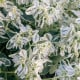 Pryšec vroubený Early Snow - Euphorbia marginata - semena pryšce - 30 ks