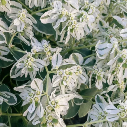 Pryšec vroubený Early Snow - Euphorbia marginata - semena pryšce - 30 ks