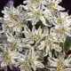 Pryšec vroubený Early Snow - Euphorbia marginata - semena pryšce - 30 ks
