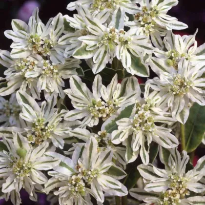Pryšec vroubený Early Snow - Euphorbia marginata - semena pryšce - 30 ks