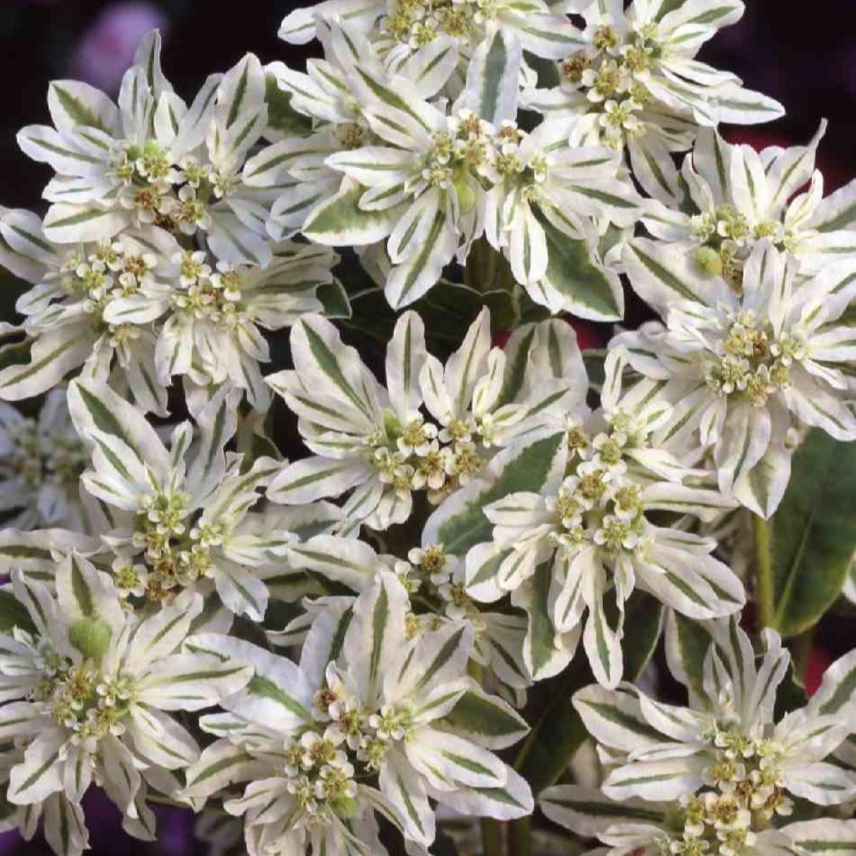Pryšec vroubený Early Snow - Euphorbia marginata - semena pryšce - 30 ks