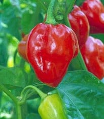 Chili- Karibské červené- semena Chili- 6 ks