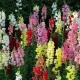 Hledík větší - Antirrhinum majus - semena hledíku - 400 ks