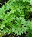 Petržel naťová (kadeřavá)- Petroselinum crispum convar- semena Petržele- 1300 ks