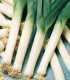 Pór bio kvalita Belton F1 - Allium porrum - semena - 10 ks