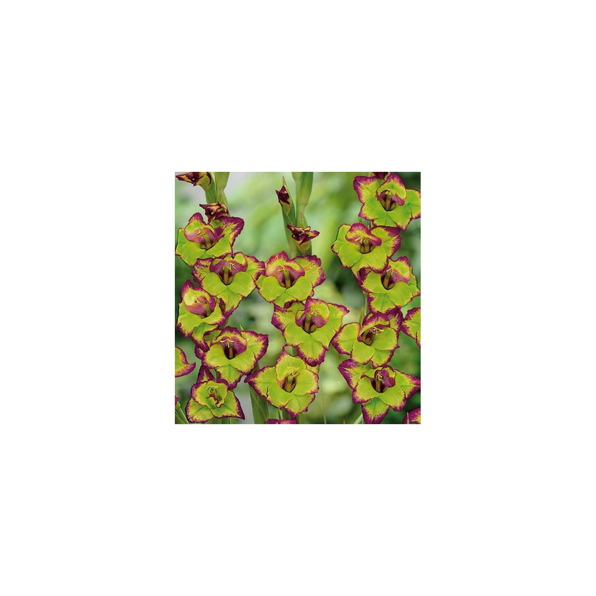 Gladiol Flevo - Gladiolus - hlízy mečíku - 3 ks