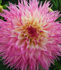 Jiřinka Princess – Dahlia – cibuloviny