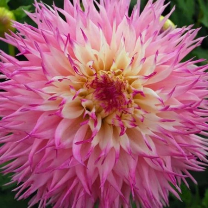 Jiřinka Princess – Dahlia – cibuloviny
