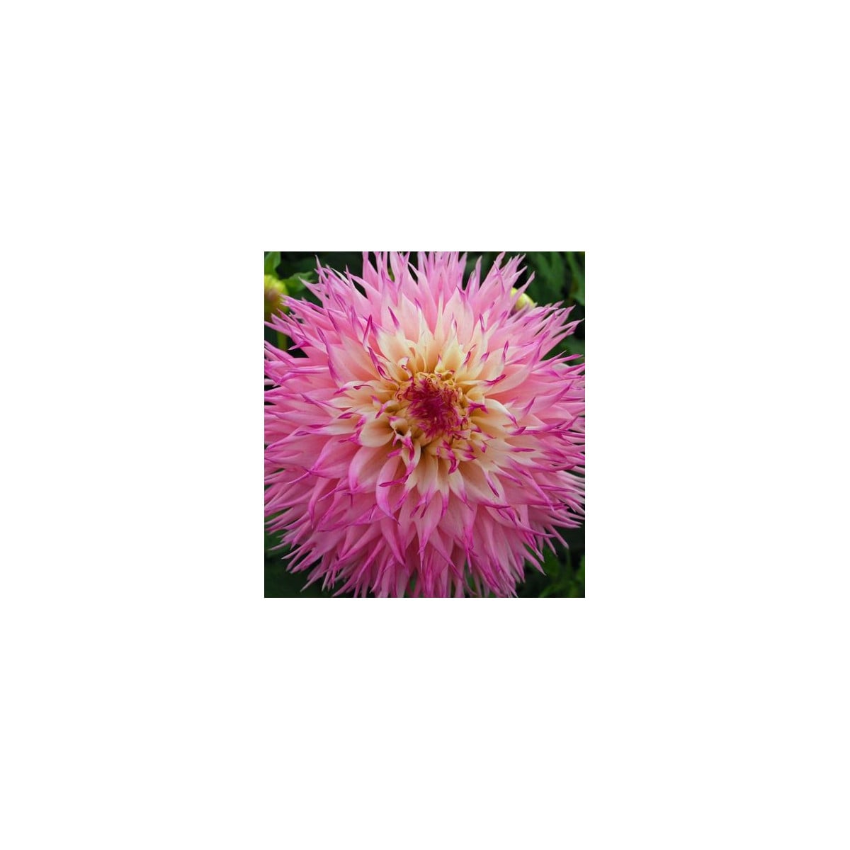 Jiřinka Princess – Dahlia – cibuloviny