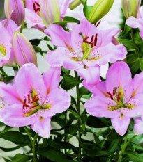 Lilie nízká Malý John – Lilium – cibuloviny