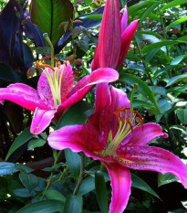 Lilie Bernini fuchsiově růžová – cibuloviny  - 1 ks