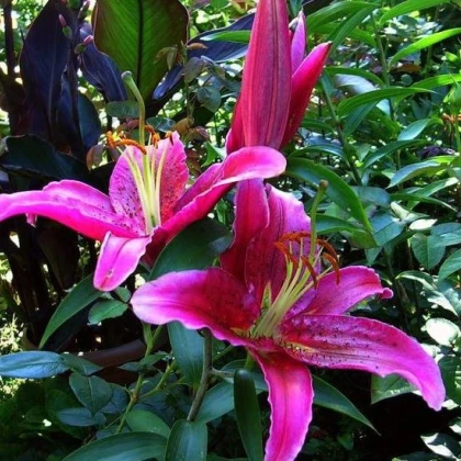 Lilie Bernini fuchsiově růžová – cibuloviny  - 1 ks