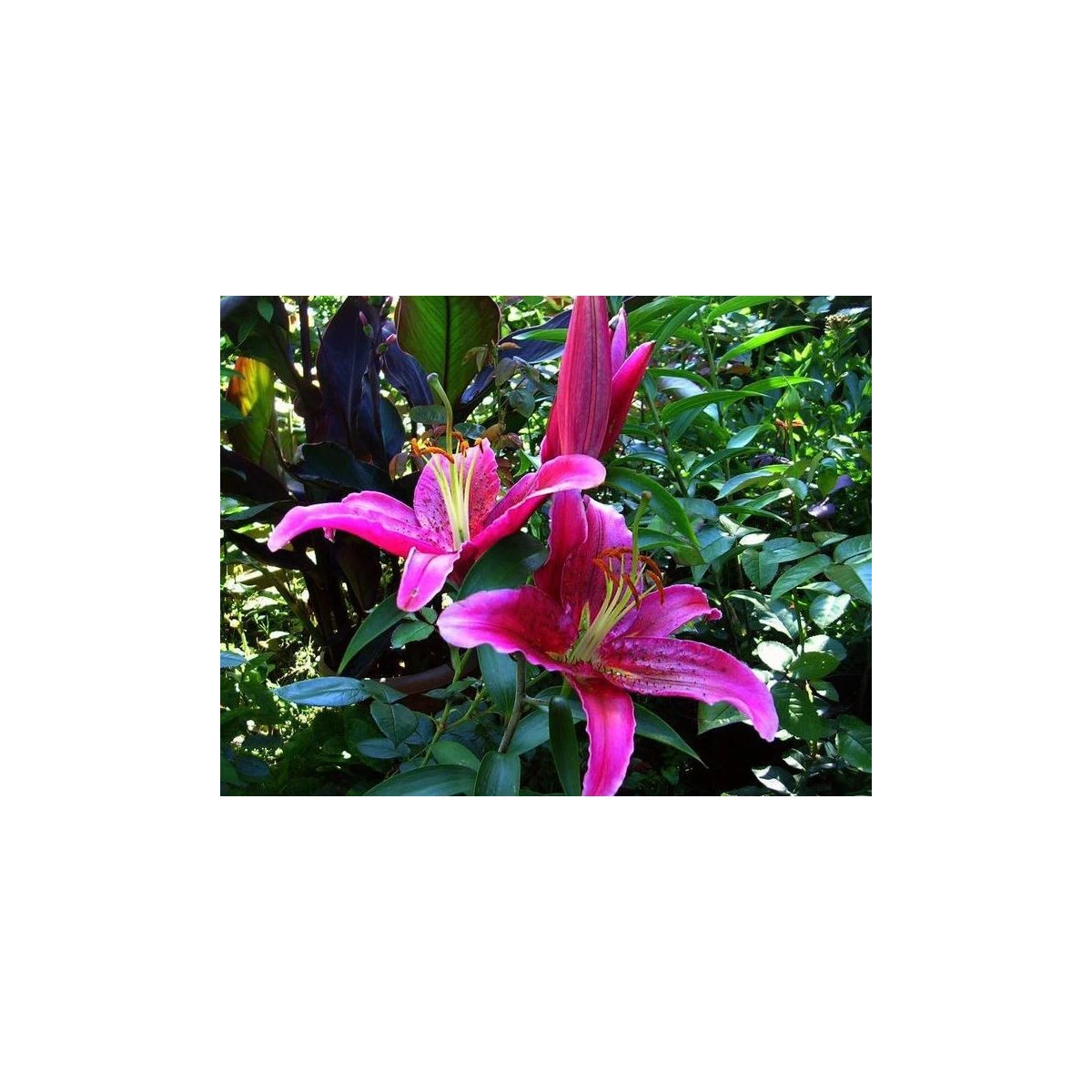 Lilie Bernini fuchsiově růžová – cibuloviny  - 1 ks