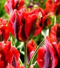 Tulipán Hollywood star - cibuloviny - 3 ks