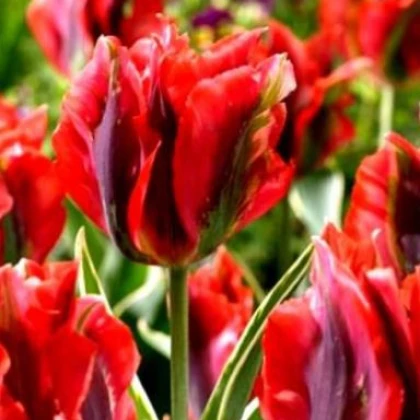 Tulipán Hollywood star - cibuloviny - 3 ks