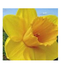 Narcis Trelawney zlatý - cibuloviny - 3 ks