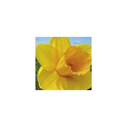Narcis Trelawney zlatý - cibuloviny - 3 ks
