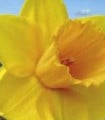 Narcis Trelawney zlatý - cibuloviny - 3 ks