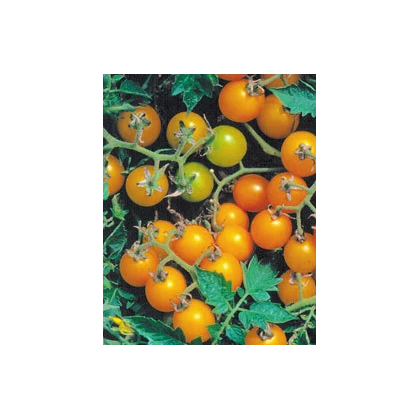Divoké rajče žluté - semena - Lycopersicon pimpinellifolium -  6 ks