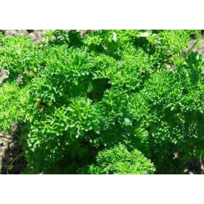 Petržel Clivi - Petroselinum crispum - semena - 1 g
