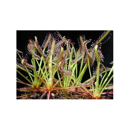 Rosnatka kapská směs - Drosera Capensis - semena - 15 ks