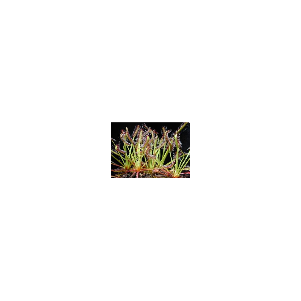 Rosnatka kapská směs - Drosera Capensis - semena - 15 ks