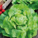 Bio salát hlávkový máslový Mafalda - Lactusa sativa - semena - 0,1 gr