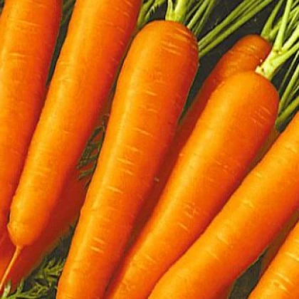Mrkev raná Gonsenheimer Treib - Daucus carota - semena - 1 gr
