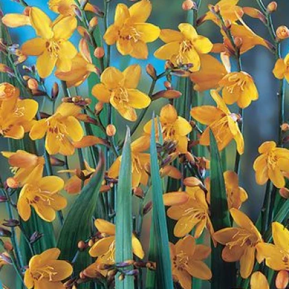 Montbrécie George Davidson - Crocosmia - hlízy montbrécie - 4 ks